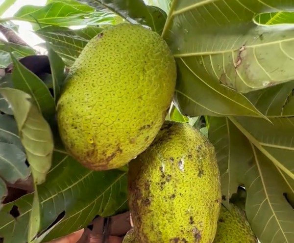 Ăn trái sa kê chín thành 'trend' mạng xã hội: Vị ra sao mà nhiều người tò mò? Ăn trái sa kê chín thành 'trend' mạng xã hội: Vị ra sao mà nhiều người tò mò?