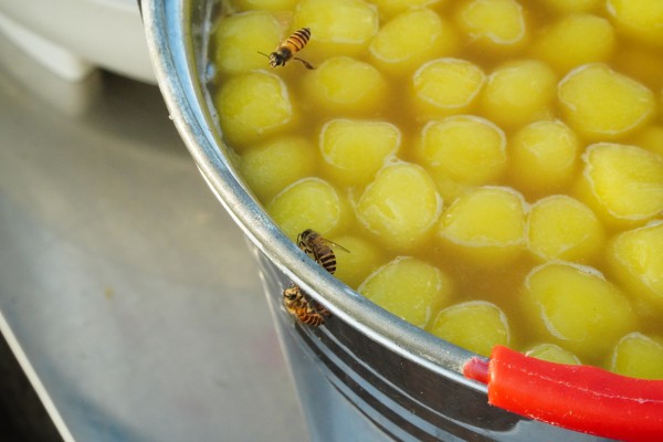 Độc lạ miền Tây: Bầy ong là khách quen quán tàu hũ nóng Cần Thơ