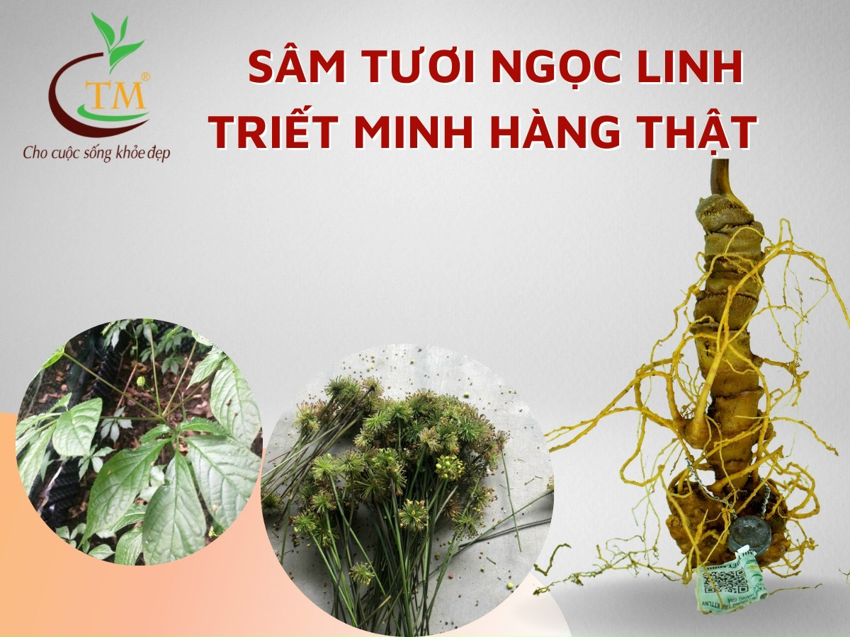 Sâm Ngọc Linh - ‘Quốc bảo’ Việt Nam, cẩn thận tránh tiền mất tật mang
