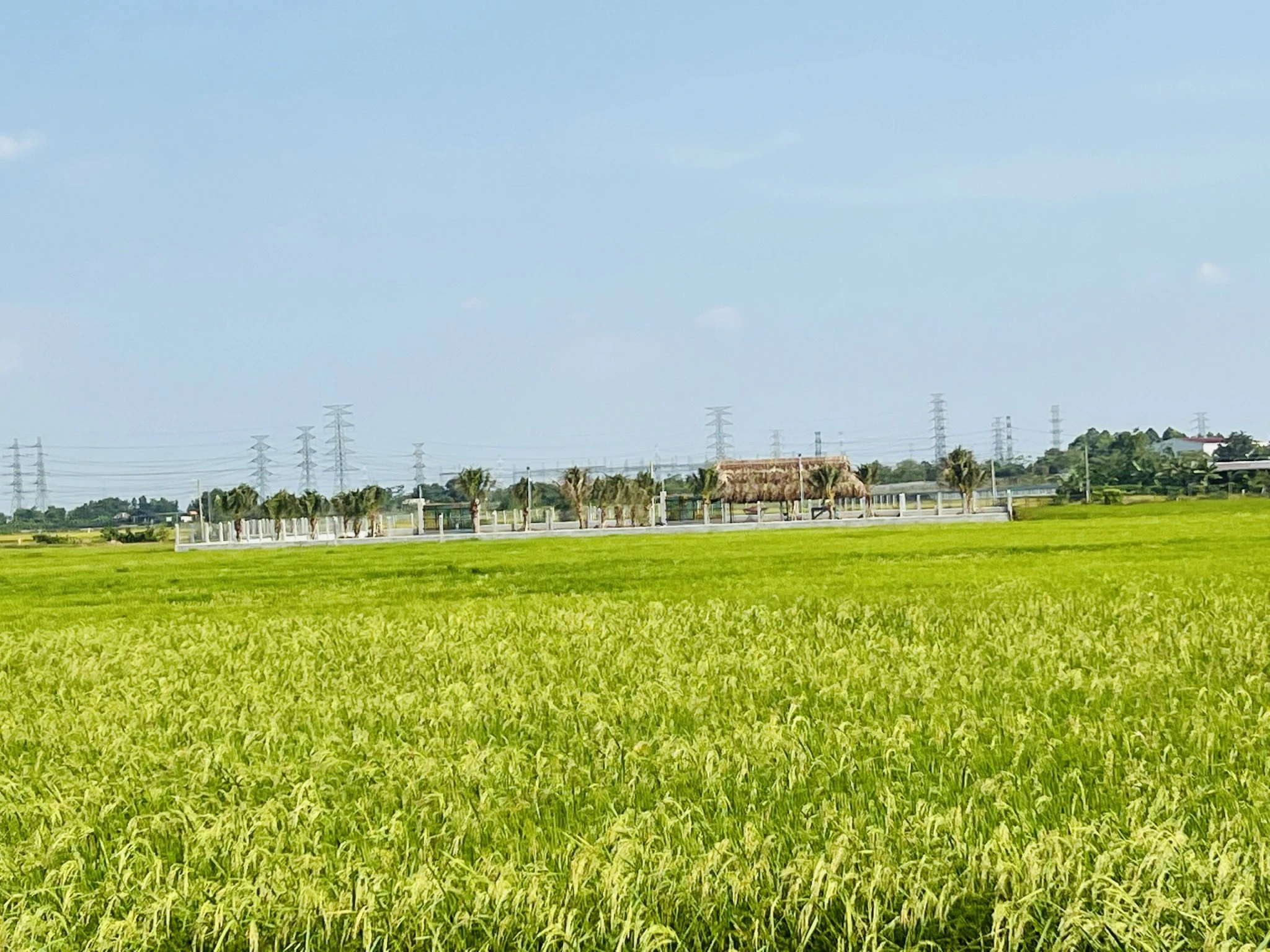 Đến năm 2030, TP.HCM có 86.012 ha đất nông nghiệp Đến năm 2030, TP.HCM có 86.012 ha đất nông nghiệp