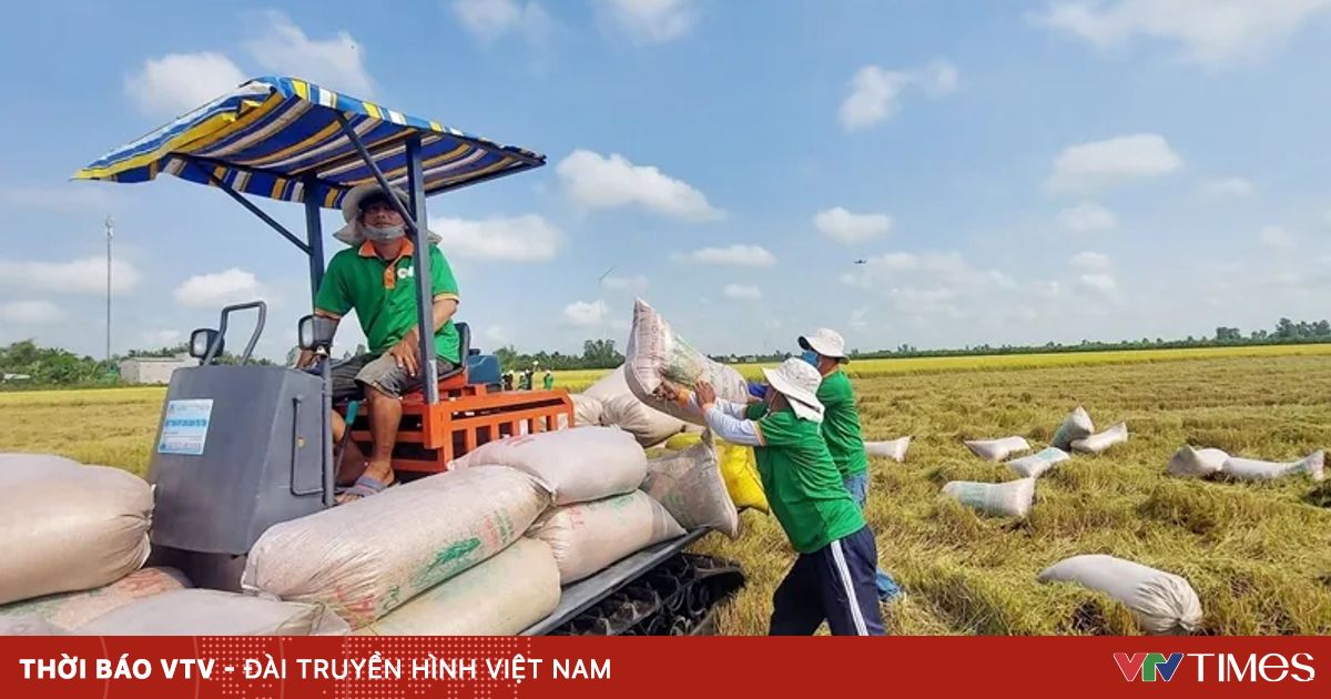 Cho vay chuỗi liên kết phát triển 1 triệu ha lúa chất lượng cao, phát thải thấp