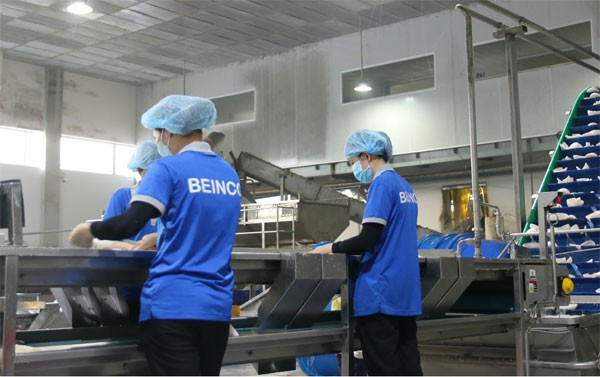 BEINCO – Phát triển chuỗi giá trị sản phẩm từ dừa