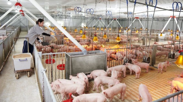 Các "ông lớn" ngành chăn nuôi lạc quan tăng trưởng
