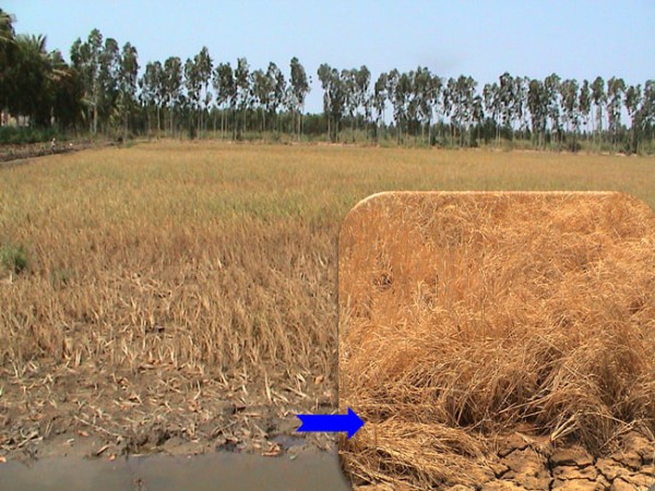 Cải thiện sức khỏe của đất trong điều kiện nắng nóng, hạn mặn và phèn đầu vụ hè thu