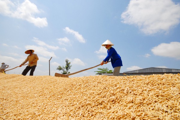 Cập nhật: Ấn Độ cấm xuất khẩu gạo, thị trường châu Á ‘án binh bất động’