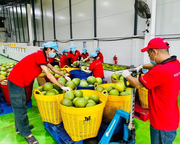 "Chìa khoá" cho doanh nghiệp xuất khẩu bưởi, chanh tăng tốc
