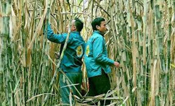 Cơ chế thu hút doanh nghiệp mía đường vào "cuộc đua" giảm phát thải