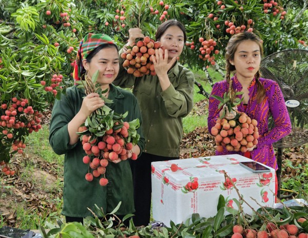 Có “đơn khủng” nhưng các gian hàng trực tuyến vẫn lo ngại điều gì?