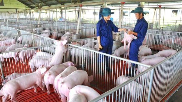 Doanh nghiệp chăn nuôi đẩy mạnh liên kết chuỗi giá trị
