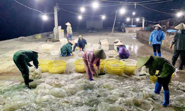 Doanh nghiệp đề xuất xuất khẩu chính ngạch sứa sang Trung Quốc Doanh nghiệp đề xuất xuất khẩu chính ngạch sứa sang Trung Quốc