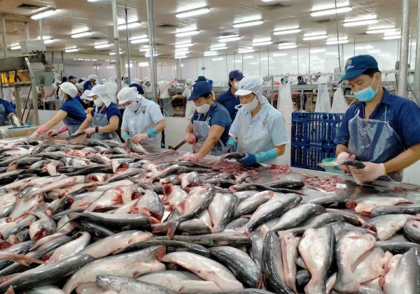 Doanh nghiệp đề xuất xuất khẩu chính ngạch sứa sang Trung Quốc Doanh nghiệp đề xuất xuất khẩu chính ngạch sứa sang Trung Quốc