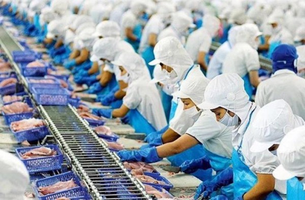 Doanh nghiệp xuất khẩu cá tra lo “đói” nguyên liệu