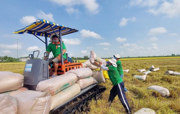 Doanh nghiệp xuất khẩu gạo tận dụng thời cơ chưa từng có