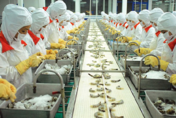 Doanh nghiệp xuất khẩu tôm nắm bắt tín hiệu "loé sáng"