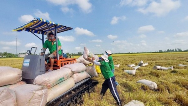 Giá gạo Việt Nam lao dốc - bài học về lượng, chất