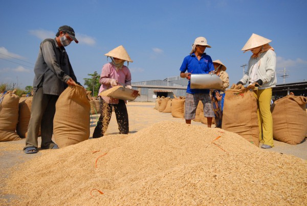 Giá gạo tăng cao nhưng công ty xuất khẩu gạo bất ngờ báo lỗ