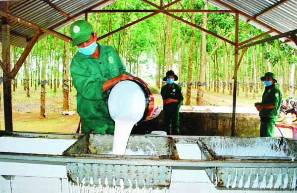 Giữ giá trị cho “vàng trắng” một thời Giữ giá trị cho “vàng trắng” một thời
