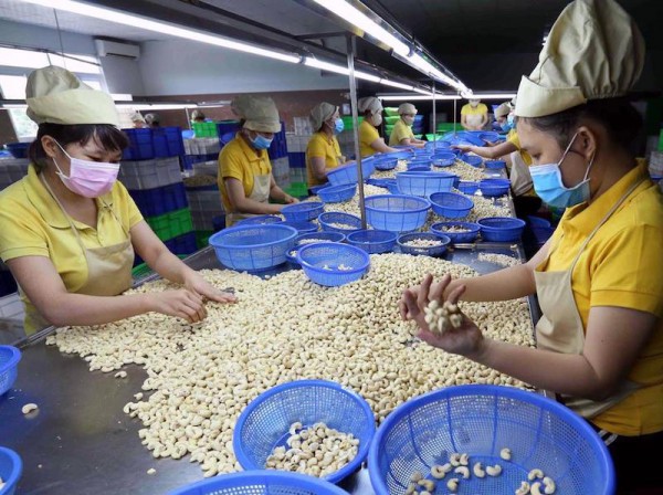 Hạt điều “rộng cửa” vào EU Hạt điều “rộng cửa” vào EU