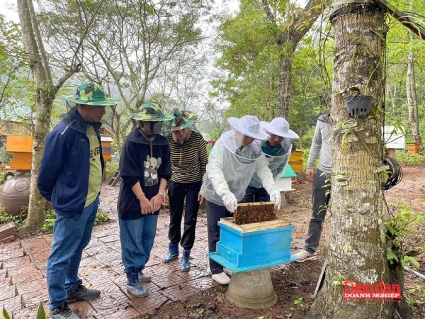 Khát vọng làm giàu từ nuôi ong