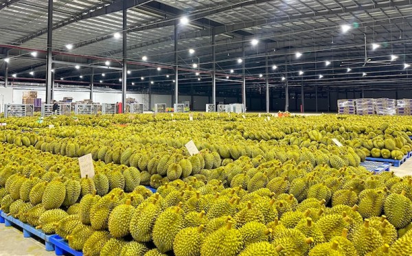 “Luồng xanh” xuất khẩu mở cơ hội mới cho doanh nghiệp trái cây Việt