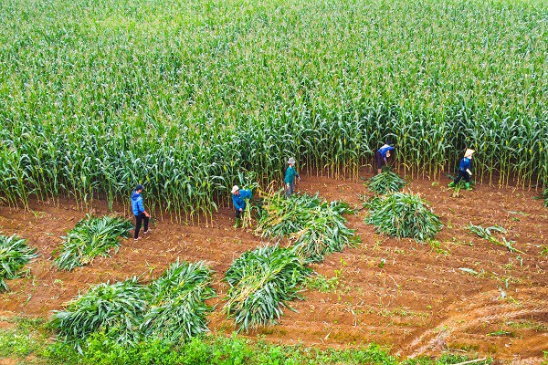 Người dân / nông dân hưởng lợi gì khi doanh nghiệp làm “Net Zero”