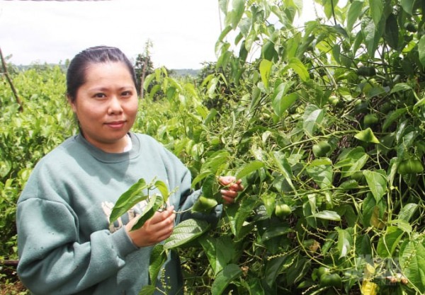 Nông nghiệp Việt tìm đường phát triển thực chất