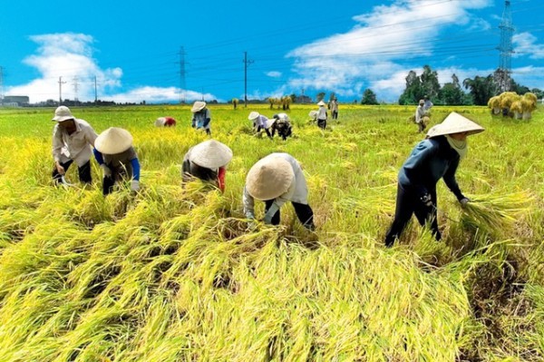 Sản phẩm Bảo hiểm Chỉ số thời tiết đầu tiên tại Việt Nam dành cho nông dân trồng lúa