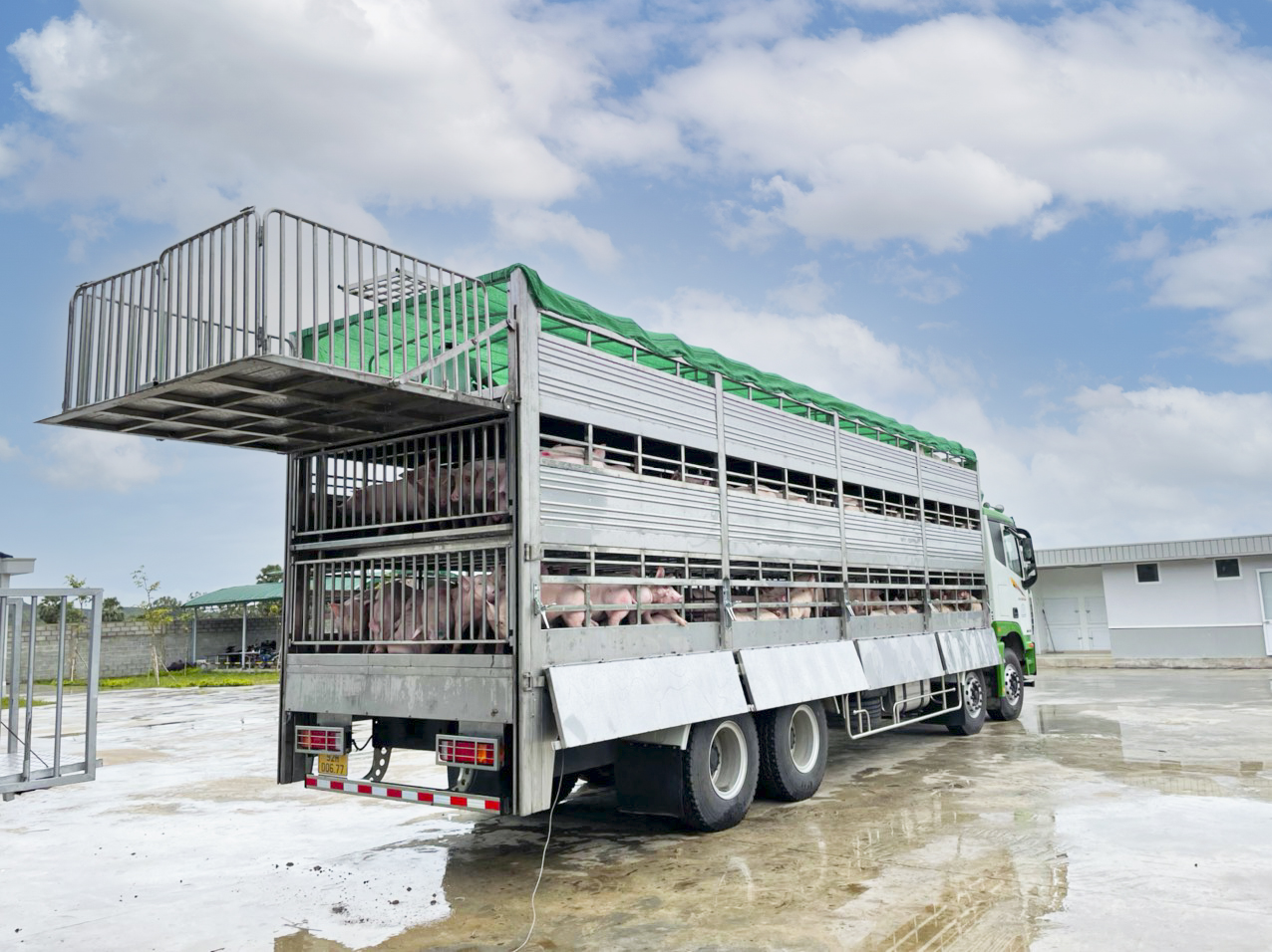 THILOGI cung ứng dịch vụ vận chuyển gia súc chuyên nghiệp