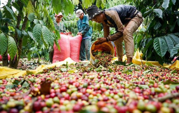 Thuế đối ứng của Mỹ: "phép thử" khả năng thích ứng doanh nghiệp cà phê