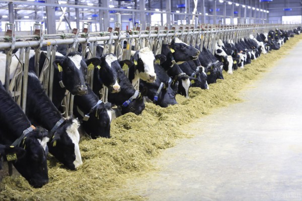 Tổ hợp chăn nuôi bò sữa và chế biến sữa của Tập đoàn TH: Điểm sáng trong quan hệ kinh tế Việt - Nga
