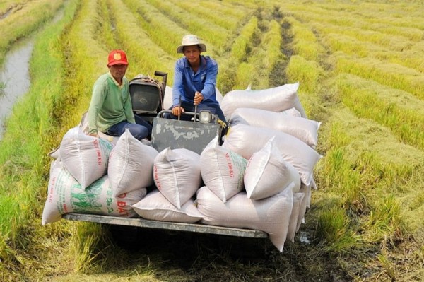 Trồng trọt khẳng định vai trò chủ lực ngành nông nghiệp