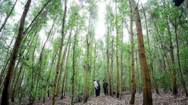 Trước “luật chơi xanh”, doanh nghiệp tăng tốc chuyển đổi vật liệu gỗ Trước “luật chơi xanh”, doanh nghiệp tăng tốc chuyển đổi vật liệu gỗ