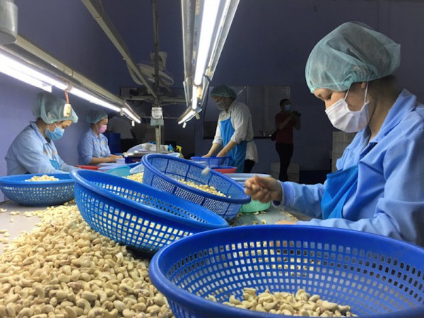 Vụ nguy cơ xuất khẩu điều bị lừa: Doanh nghiệp nhận lại 30/35 container Vụ nguy cơ xuất khẩu điều bị lừa: Doanh nghiệp nhận lại 30/35 container