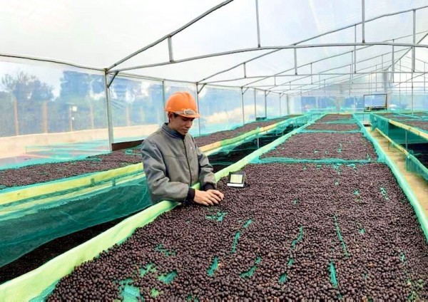 Xây dựng văn hoá cà phê cho phát triển bền vững Xây dựng văn hoá cà phê cho phát triển bền vững