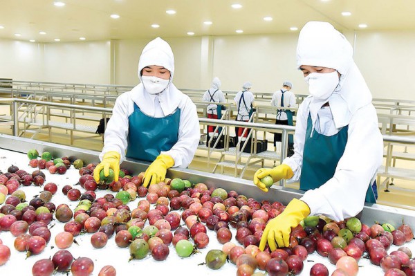 Xuất khẩu rau quả: Đầu "không xuôi", đuôi "khó lọt"