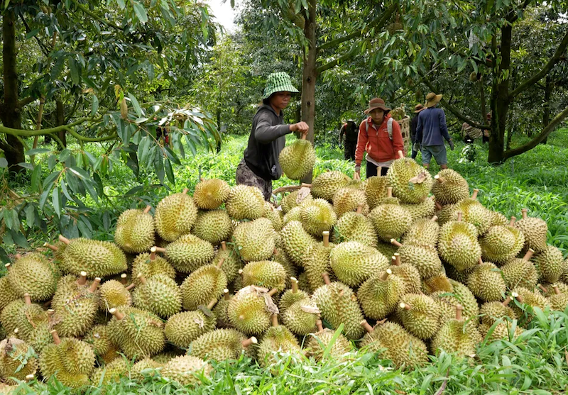 Xuất khẩu sầu riêng "gặp khó" chưa từng có