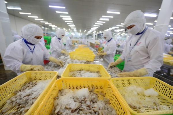 Xuất khẩu tôm “ấm” dần Xuất khẩu tôm “ấm” dần