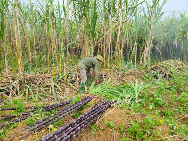 “Xuất ngoại” mía: Tiếp những tín hiệu vui cho nông sản Việt