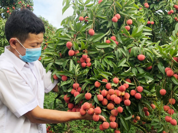 Bắc Giang: Thu lãi lớn từ xuất khẩu vải