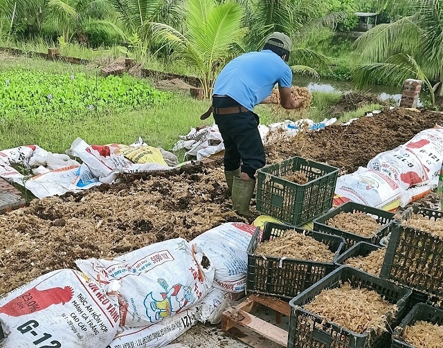 Chờ hành lang pháp lý để ứng dụng chất thải chăn nuôi vào nông nghiệp hữu cơ