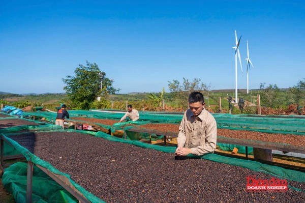 Gia Lai hướng tới “thủ phủ” cà phê Robusta chất lượng cao Gia Lai hướng tới “thủ phủ” cà phê Robusta chất lượng cao