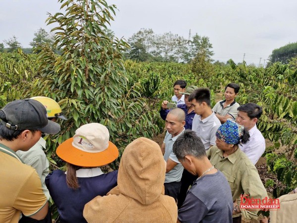 Gia Lai hướng tới “thủ phủ” cà phê Robusta chất lượng cao Gia Lai hướng tới “thủ phủ” cà phê Robusta chất lượng cao