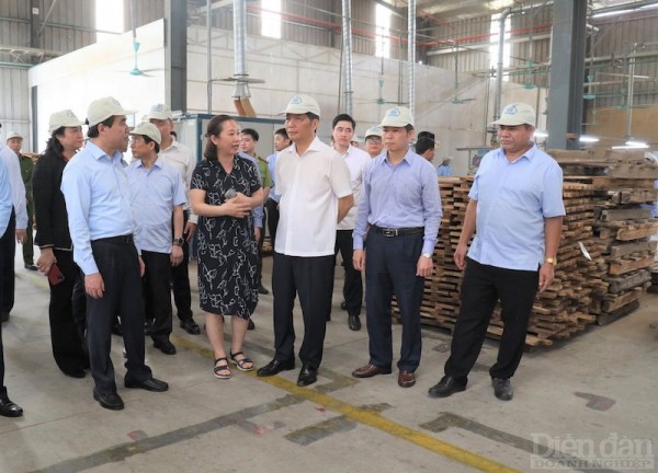 Giải pháp đột phá đưa Tuyên Quang thành trung tâm sản xuất chế biến gỗ