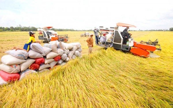 Một triệu héc ta lúa chất lượng cao: Hình mẫu về sản xuất lúa giảm phát thải Một triệu héc ta lúa chất lượng cao: Hình mẫu về sản xuất lúa giảm phát thải