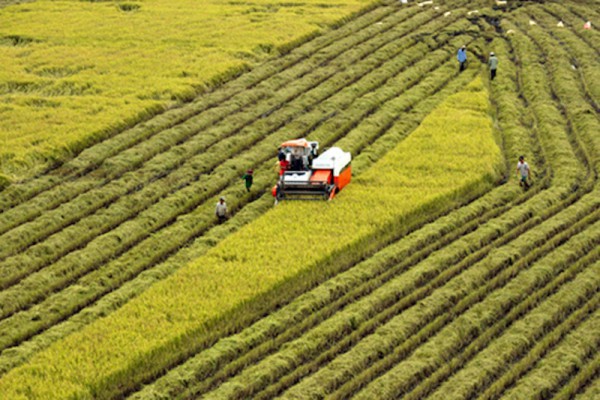 Một triệu héc ta lúa chất lượng cao: Hình mẫu về sản xuất lúa giảm phát thải Một triệu héc ta lúa chất lượng cao: Hình mẫu về sản xuất lúa giảm phát thải
