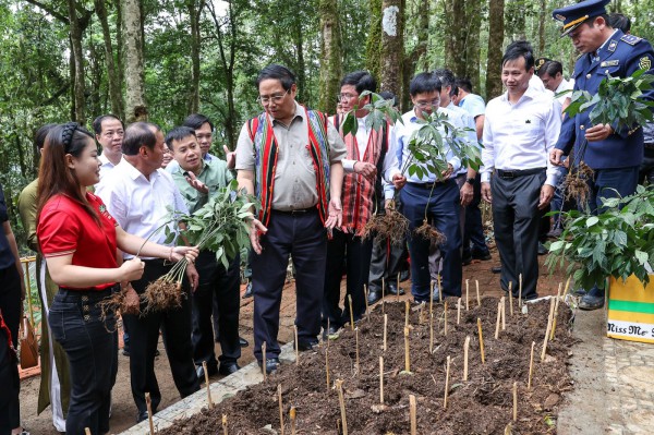 Thủ tướng: Cần liên kết 6 nhà để xây dựng thương hiệu và phát triển sâm Ngọc linh Thủ tướng: Cần liên kết 6 nhà để xây dựng thương hiệu và phát triển sâm Ngọc linh