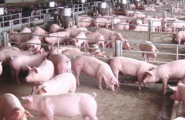 Vì sao giá lợn hơi giảm, thịt thành phẩm vẫn “neo” cao?