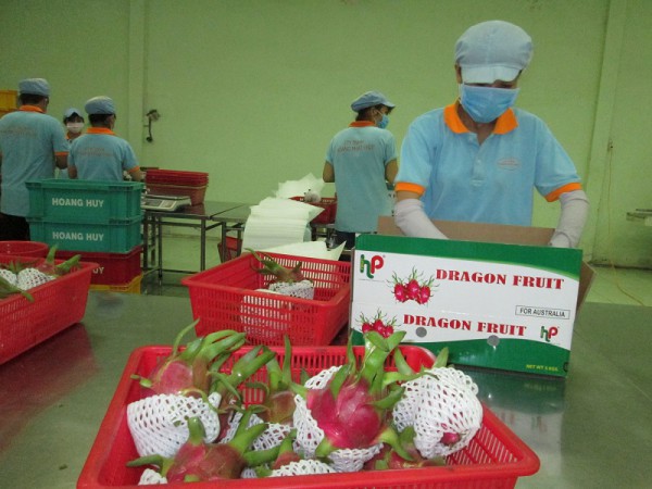 Xuất khẩu rau quả sang Trung Quốc tuột dốc: Hiệp hội rau quả nói gì?