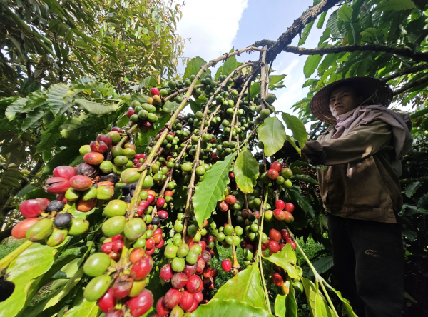 Báo động giá cà phê Báo động giá cà phê