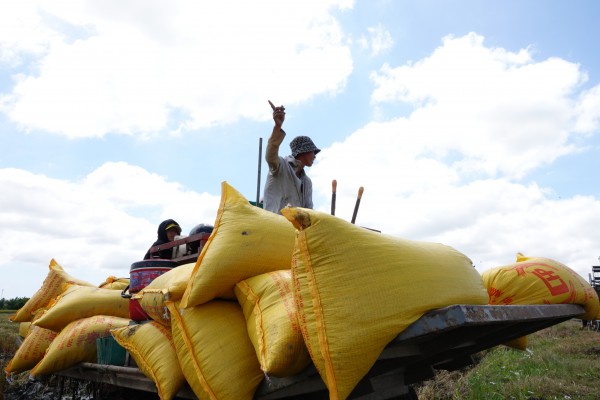 Bất ngờ gạo xuất siêu tăng mạnh nhất
